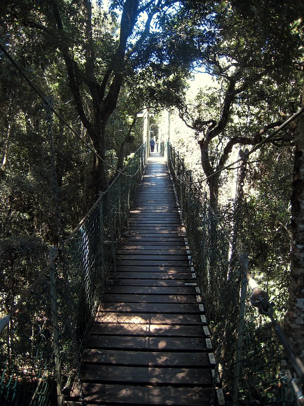 2009-11-06 22-05-14_1.jpg - Treetop walk bei O'Reillys, eine wackelige Angelegenheit..